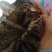 Tekir Kedi, Kedi chucky fotoğrafı