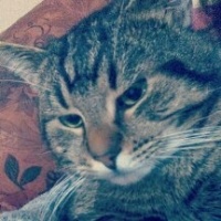 Tekir Kedi, Kedi chucky fotoğrafı