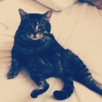 Tekir Kedi, Kedi chucky fotoğrafı