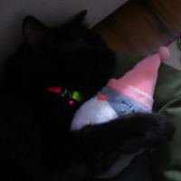 Norwegian Forest, Kedi Badem fotoğrafı