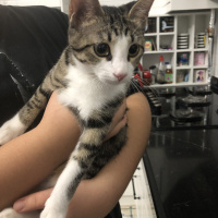 Tekir Kedi, Kedi  Venüs fotoğrafı