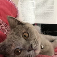 British Shorthair, Kedi  Venüs fotoğrafı