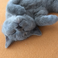British Shorthair, Kedi  Venüs fotoğrafı