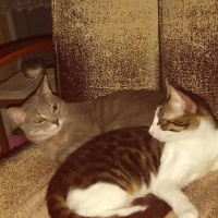 Tekir Kedi, Kedi Minnak fotoğrafı