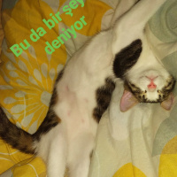 Tekir Kedi, Kedi Minnak fotoğrafı