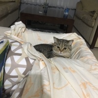 British Shorthair, Kedi Kira fotoğrafı