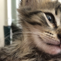 Tekir Kedi, Kedi kaplan fotoğrafı