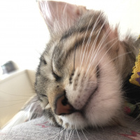 Tekir Kedi, Kedi kaplan fotoğrafı