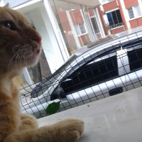 Tekir Kedi, Kedi Tonton fotoğrafı