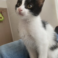 Tekir Kedi, Kedi Mochi fotoğrafı