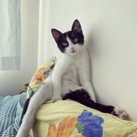 Tekir Kedi, Kedi Mochi fotoğrafı