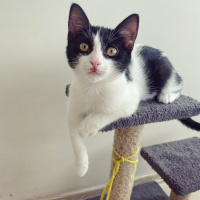 Tekir Kedi, Kedi Mochi fotoğrafı