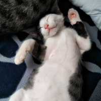 Tuxedo (Smokin) Kedi, Kedi Odi fotoğrafı