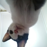 Tuxedo (Smokin) Kedi, Kedi Odi fotoğrafı