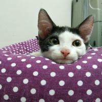 Tuxedo (Smokin) Kedi, Kedi Odi fotoğrafı