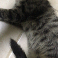 Tekir Kedi, Kedi Henüz Yok fotoğrafı