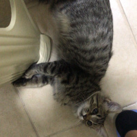 Tekir Kedi, Kedi Henüz Yok fotoğrafı