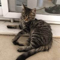 Tekir Kedi, Kedi Henüz Yok fotoğrafı