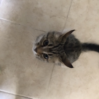 Tekir Kedi, Kedi Henüz Yok fotoğrafı