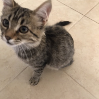 Tekir Kedi, Kedi Henüz Yok fotoğrafı