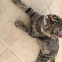 Tekir Kedi, Kedi Henüz Yok fotoğrafı