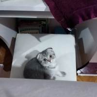 Scottish Fold, Kedi Teo fotoğrafı
