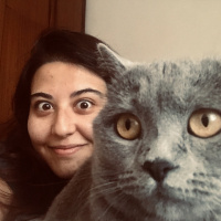 British Shorthair, Kedi Merlin fotoğrafı