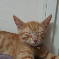 Tekir Kedi, Kedi Yulaf fotoğrafı