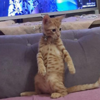 Tekir Kedi, Kedi Yulaf fotoğrafı