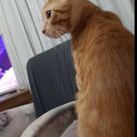 Tekir Kedi, Kedi Yulaf fotoğrafı