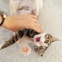 Tekir Kedi, Kedi Fare fotoğrafı