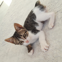 Tekir Kedi, Kedi Fare fotoğrafı