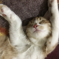 Sarman, Kedi Eylül fotoğrafı