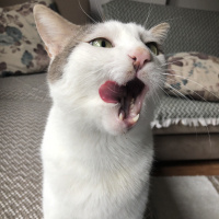 Tekir Kedi, Kedi Lucy fotoğrafı