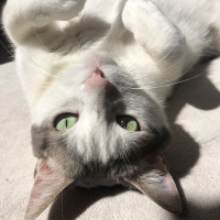 Tekir Kedi, Kedi Lucy fotoğrafı