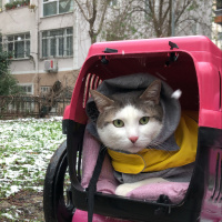 Tekir Kedi, Kedi Lucy fotoğrafı