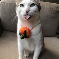 Tekir Kedi, Kedi Lucy fotoğrafı