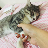 Tekir Kedi, Kedi Ruby fotoğrafı