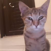 Tekir Kedi, Kedi Kıymık fotoğrafı