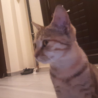 Tekir Kedi, Kedi Kıymık fotoğrafı