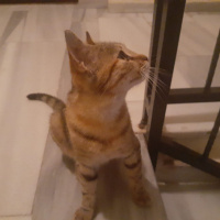 Tekir Kedi, Kedi Kıymık fotoğrafı