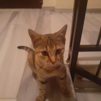 Tekir Kedi, Kedi Kıymık fotoğrafı