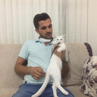Van Kedisi, Kedi Leydi fotoğrafı