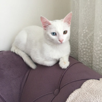 Van Kedisi, Kedi Leydi fotoğrafı