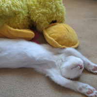 Tekir Kedi, Kedi Salep fotoğrafı