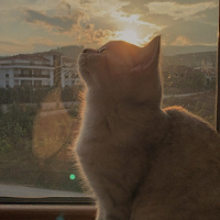 Scottish Fold, Kedi Mila fotoğrafı