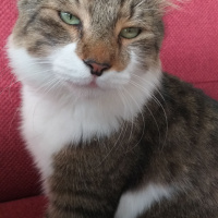 Tekir Kedi, Kedi Yağmur fotoğrafı