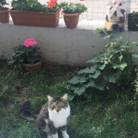 Tekir Kedi, Kedi Yağmur fotoğrafı