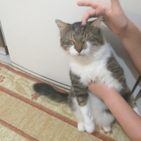 Tekir Kedi, Kedi Yağmur fotoğrafı