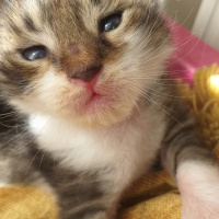 Tekir Kedi, Kedi Yağmur fotoğrafı